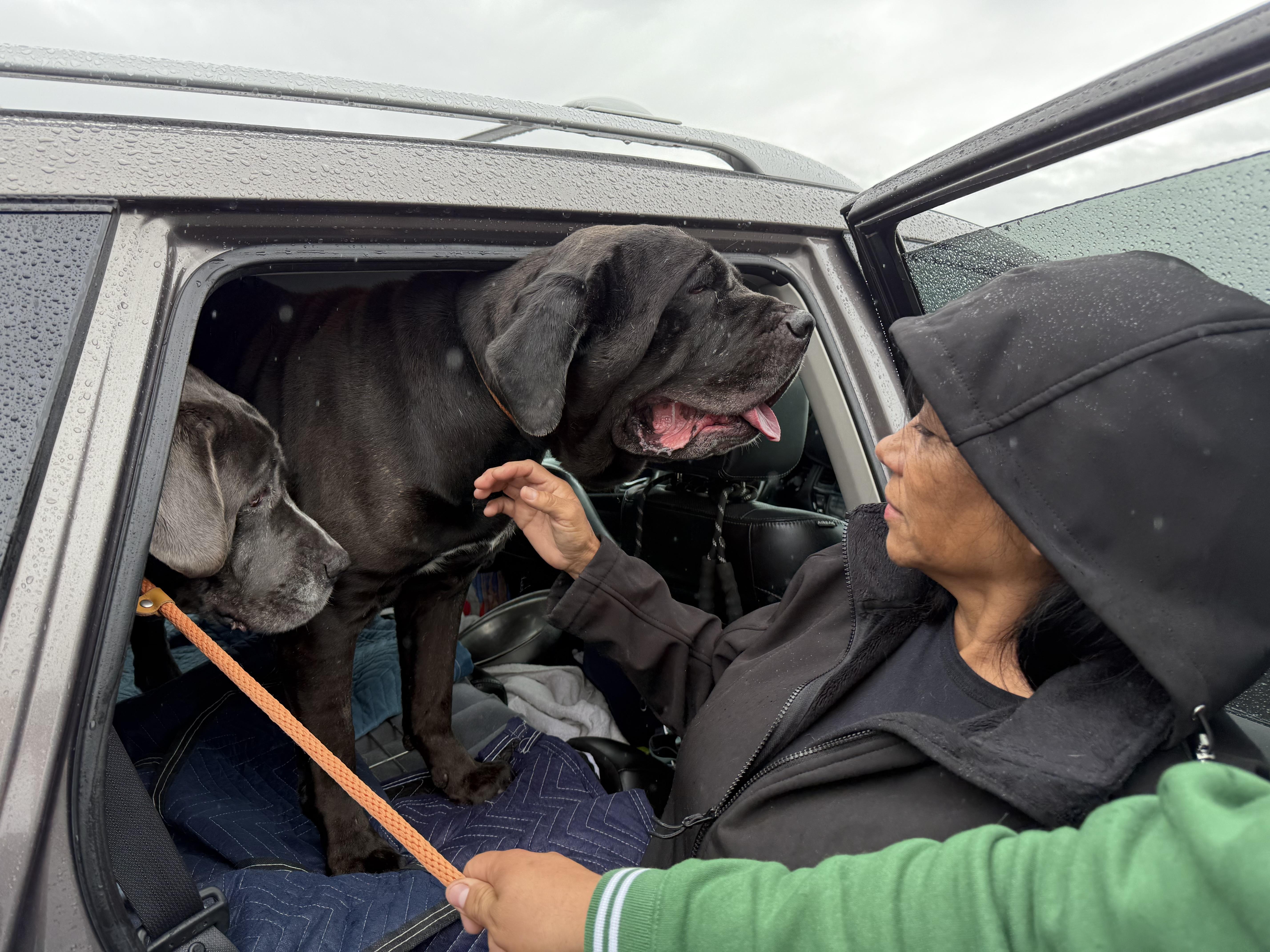 Gus & Tavi, an adoptable Mastiff in Saratoga Springs, NY image 2/5