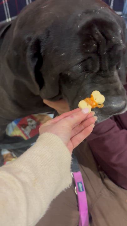 Enlarge Gus & Tavi, an adoptable Mastiff in Saratoga Springs, NY video 4/5