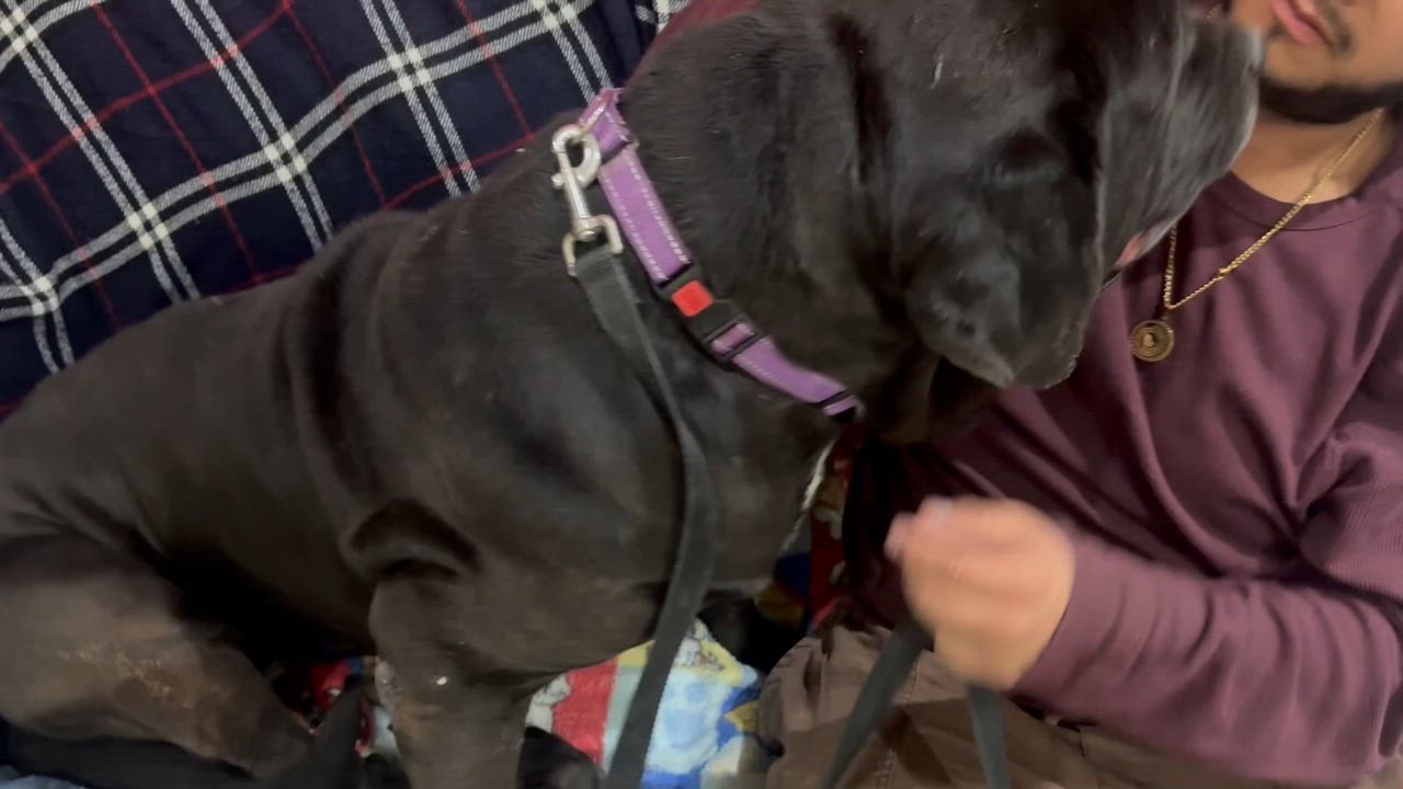 Enlarge Gus & Tavi, an adoptable Mastiff in Saratoga Springs, NY video 1/5