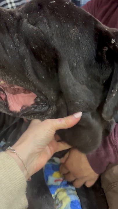 Enlarge Gus & Tavi, an adoptable Mastiff in Saratoga Springs, NY video 3/5