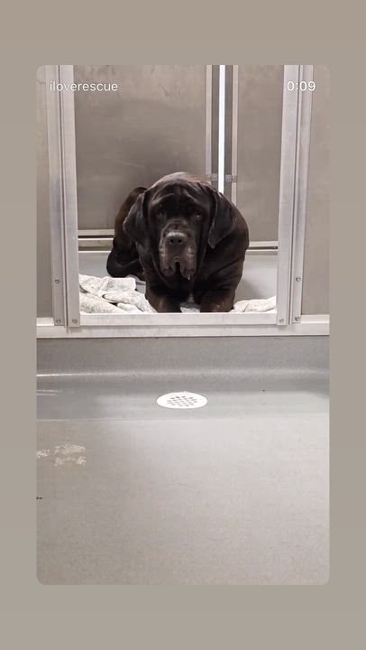 Enlarge Gus & Tavi, an adoptable Mastiff in Saratoga Springs, NY video 5/5