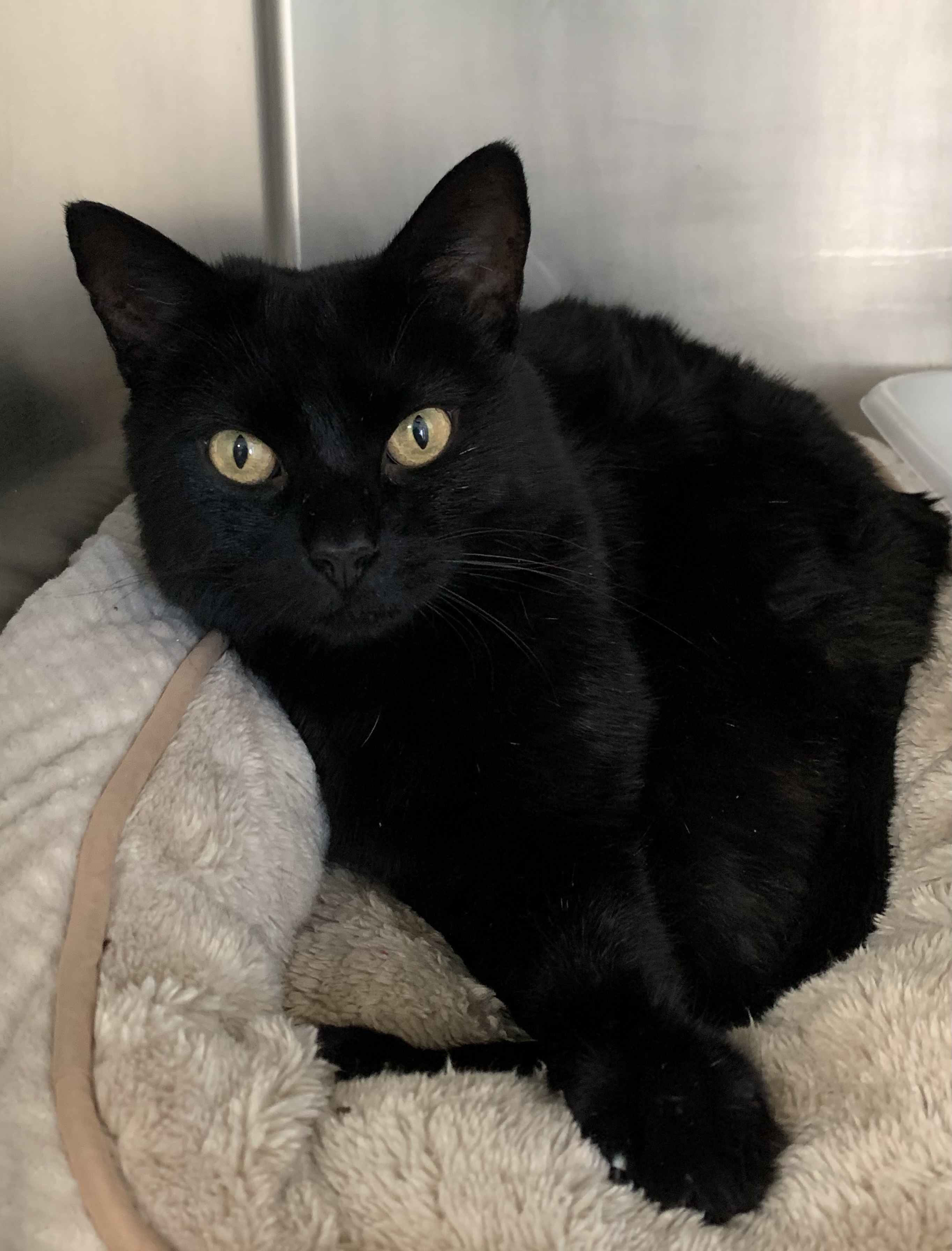 Hip Hop, a Adoptable Domestic Short Hair in Calverton, NY image 1/3