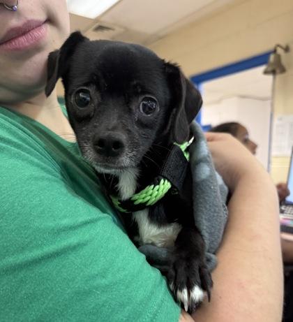 Enlarge Star, an adopted mixed breed in Philadelphia, PA image 1/1