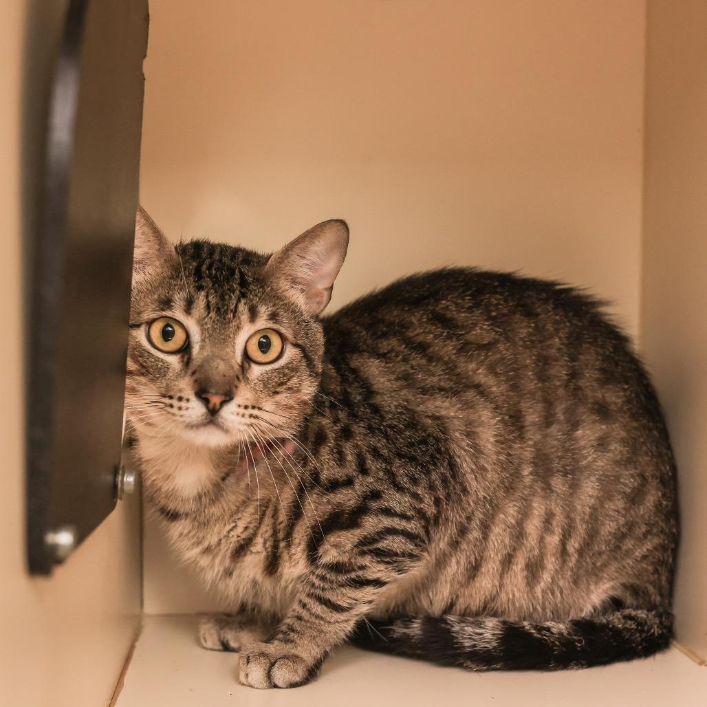 Linguine, Adoptable, Adult Male Domestic Short Hair.