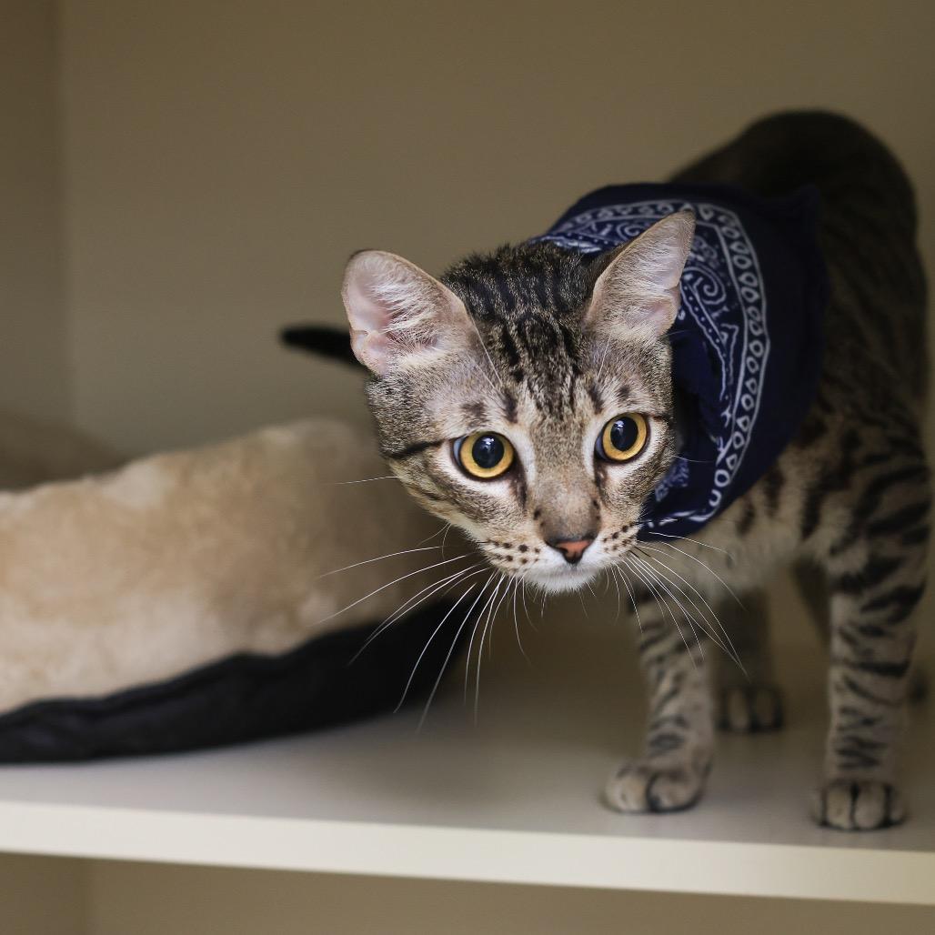 Enlarge Linguine, a Adoptable Domestic Short Hair in Los Angeles, CA image 2/3