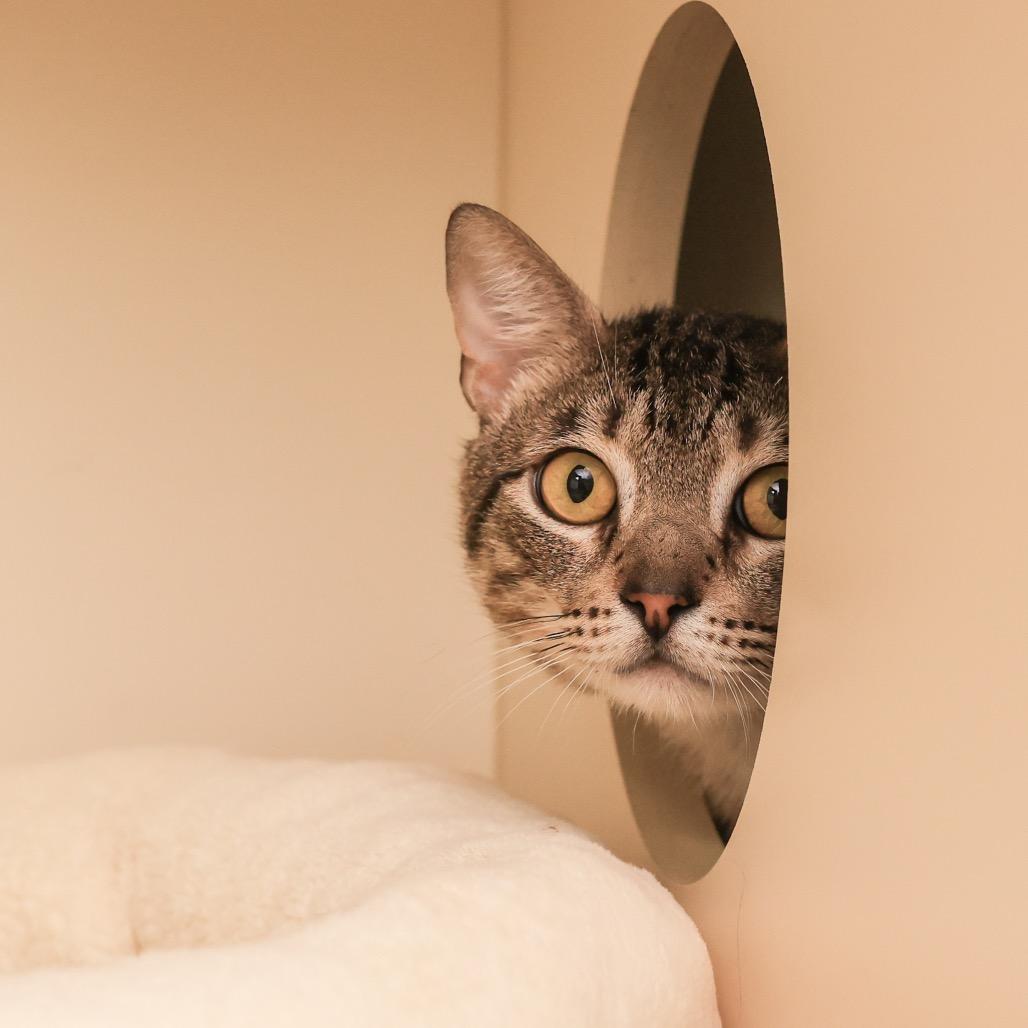 Enlarge Linguine, a Adoptable Domestic Short Hair in Los Angeles, CA image 3/3