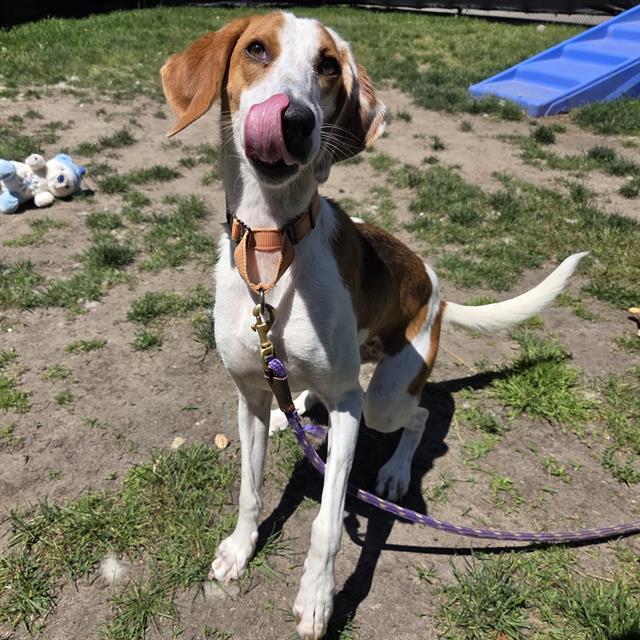 Enlarge CUPCAKE, a Adoptable mixed breed in Centerville, MA image 1/1