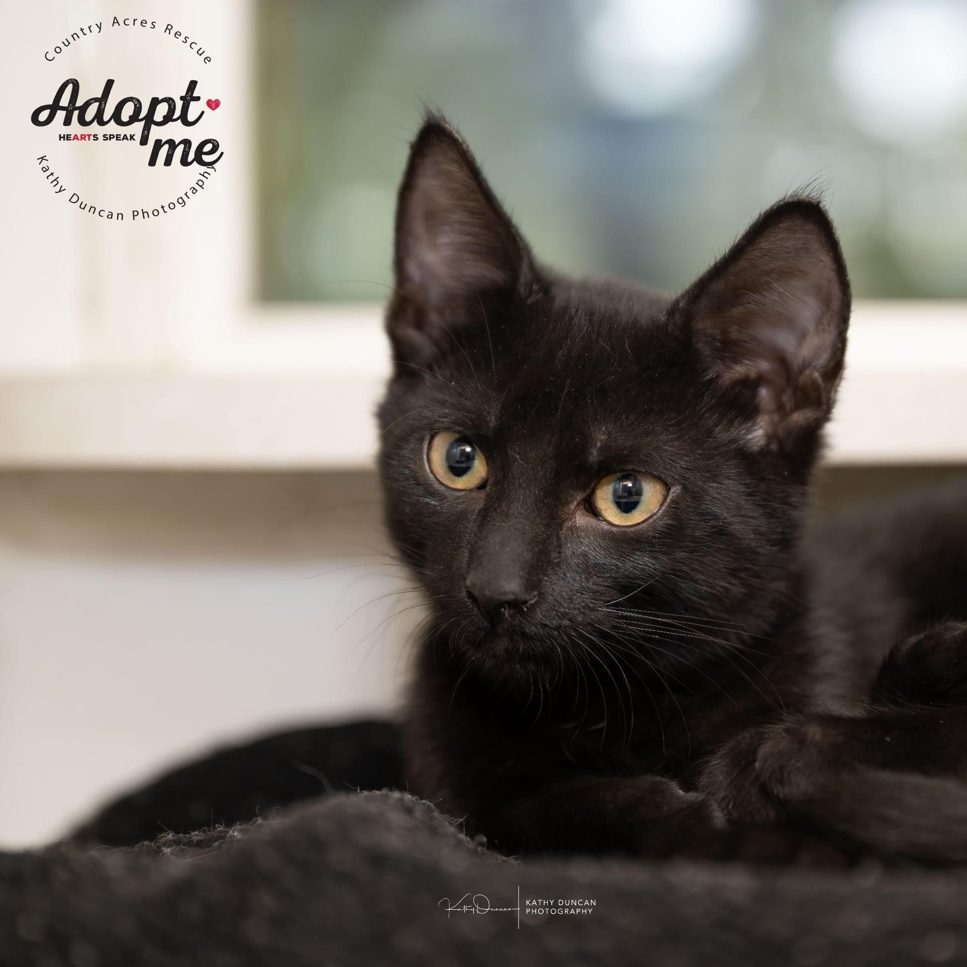 Casper, Adoptable, Kitten Male Domestic Short Hair.