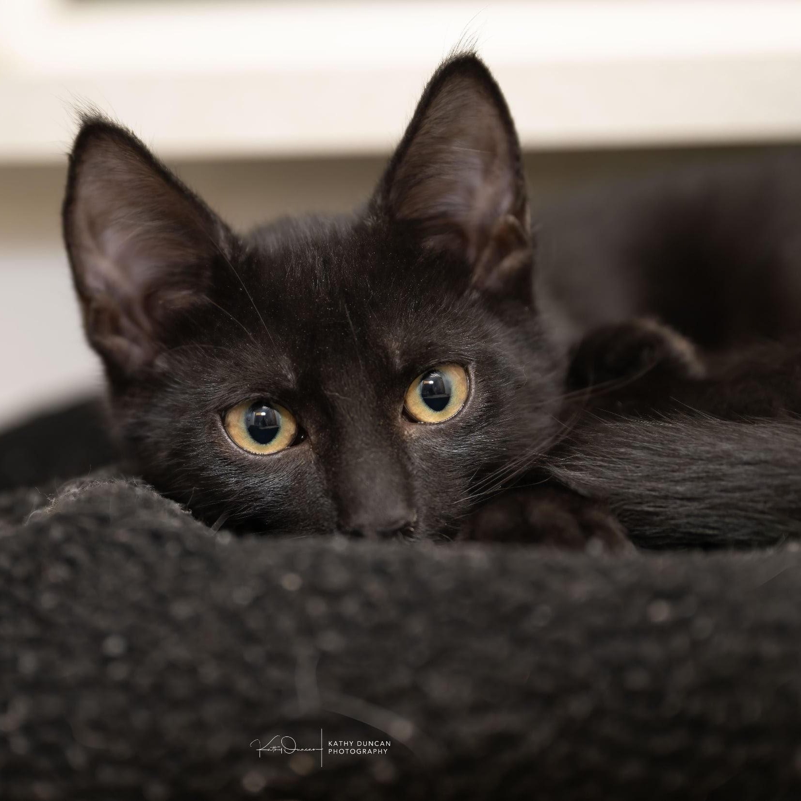 Casper, a Adoptable Domestic Short Hair in Manchester, MO image 2/3