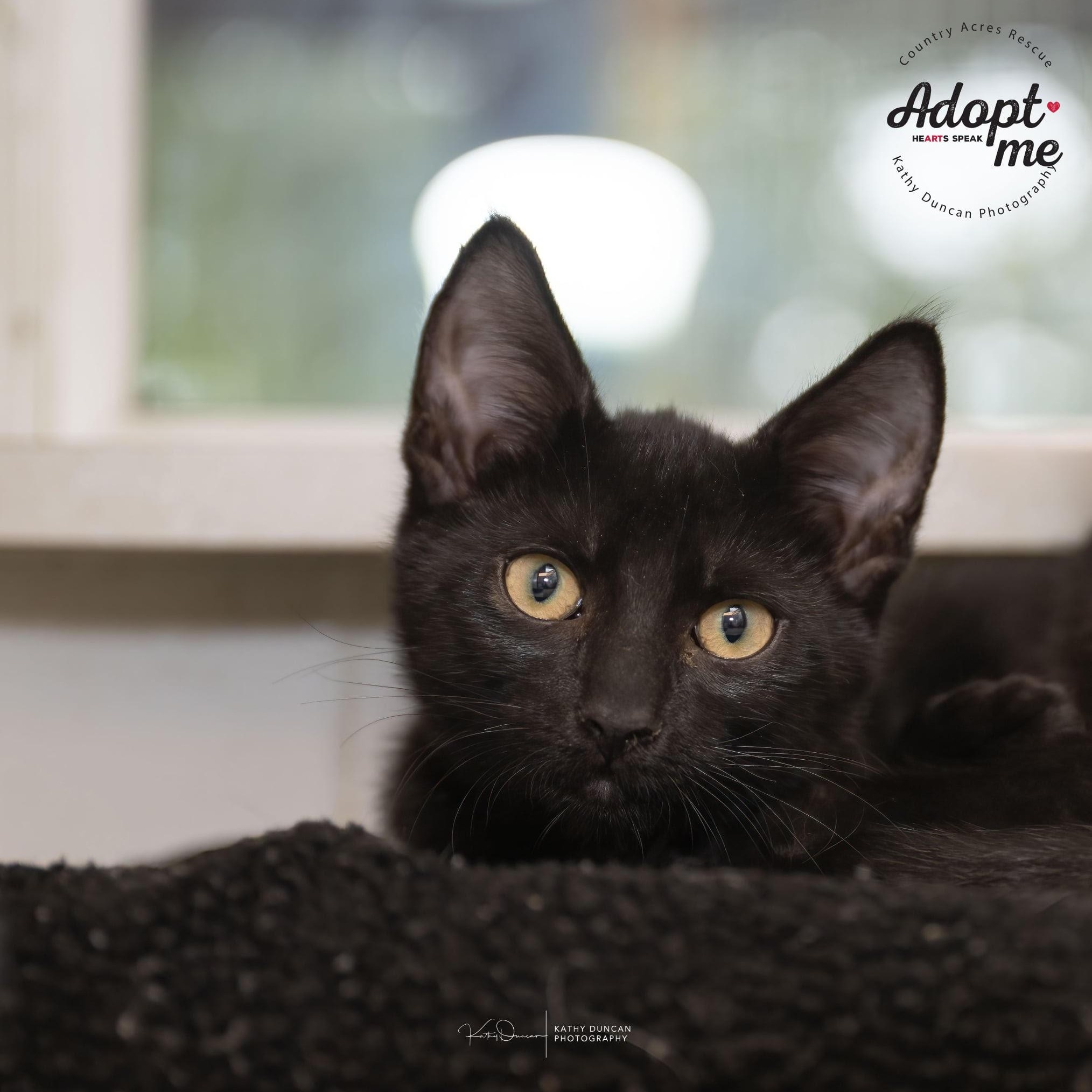 Casper, a Adoptable Domestic Short Hair in Manchester, MO image 3/3