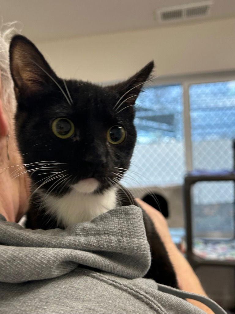 Enlarge Kitten - Pixie, a Adoptable Domestic Short Hair in Emmett, ID image 1/1