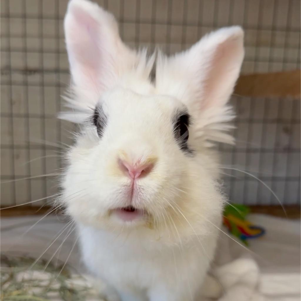 Rainee, Adoptable, Young Female Lionhead.