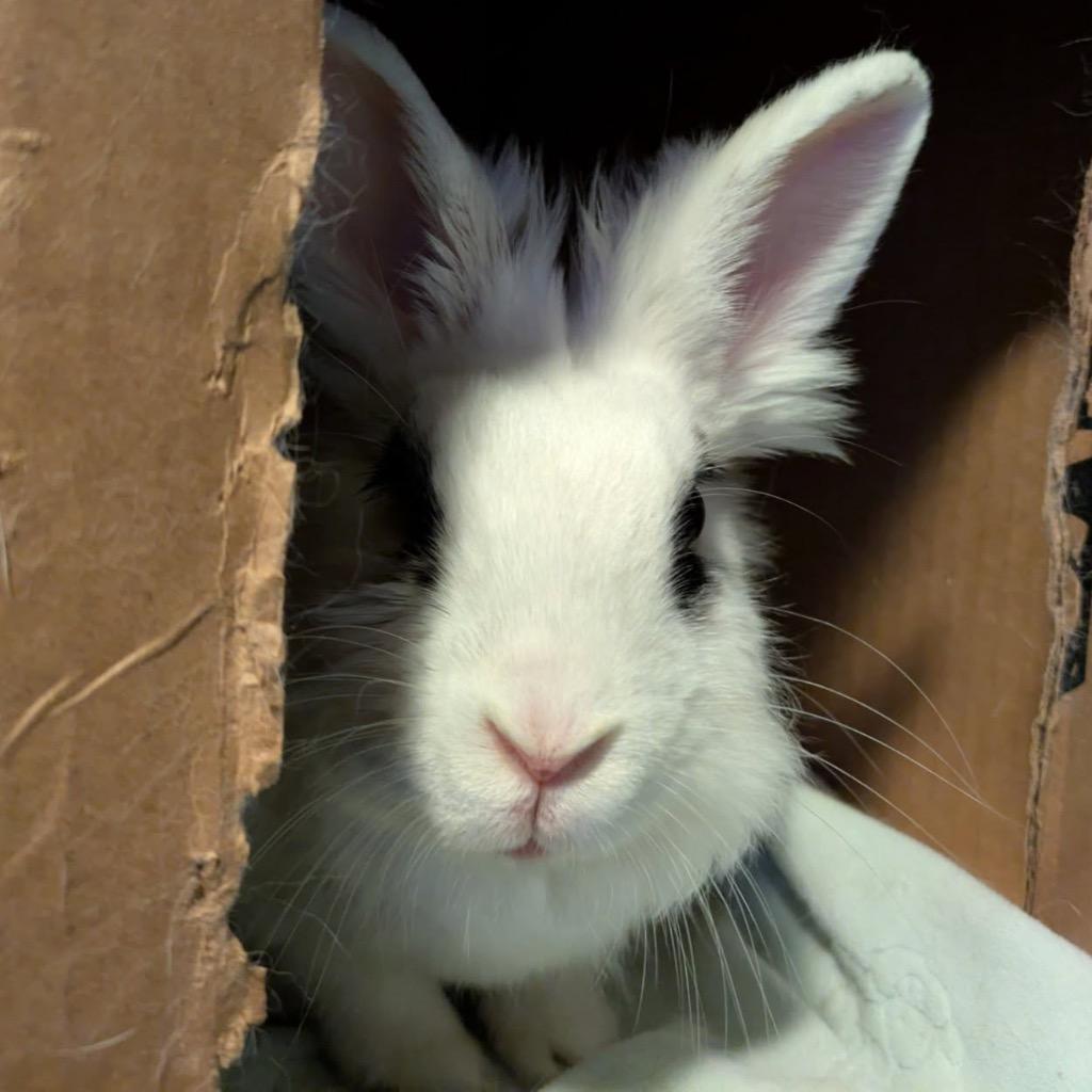 Enlarge Rainee, a Adoptable Lionhead in San Francisco, CA image 2/3