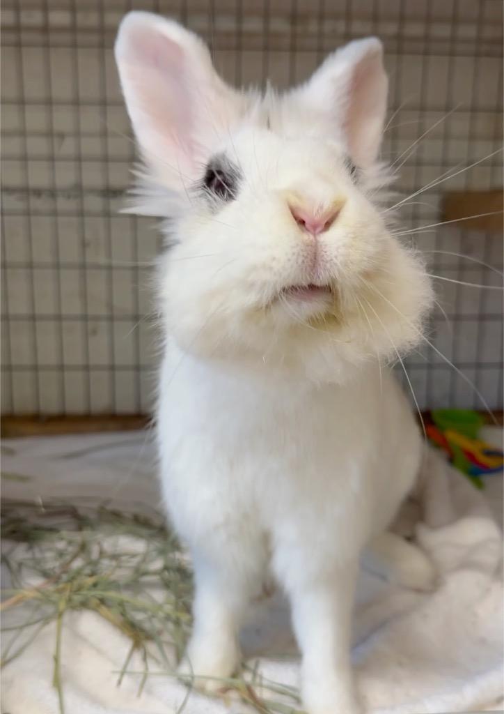 Enlarge Rainee, a Adoptable Lionhead in San Francisco, CA image 3/3