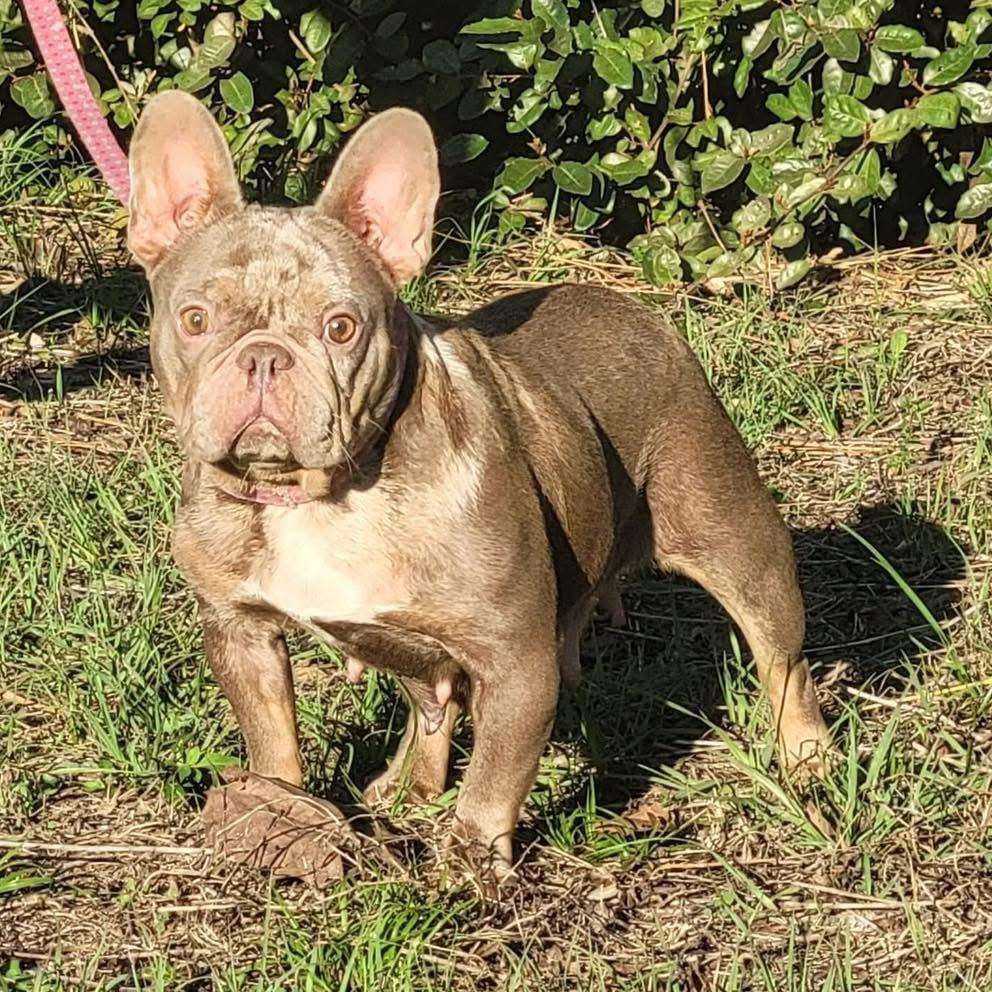 Enlarge Melon, a ADOPTABLE French Bulldog in Lutz, FL image 1/1