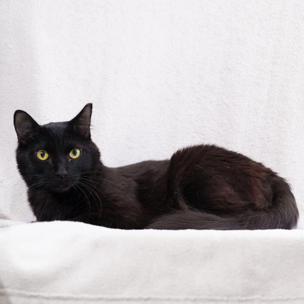 Hades, Adoptable, Young Male Domestic Short Hair.