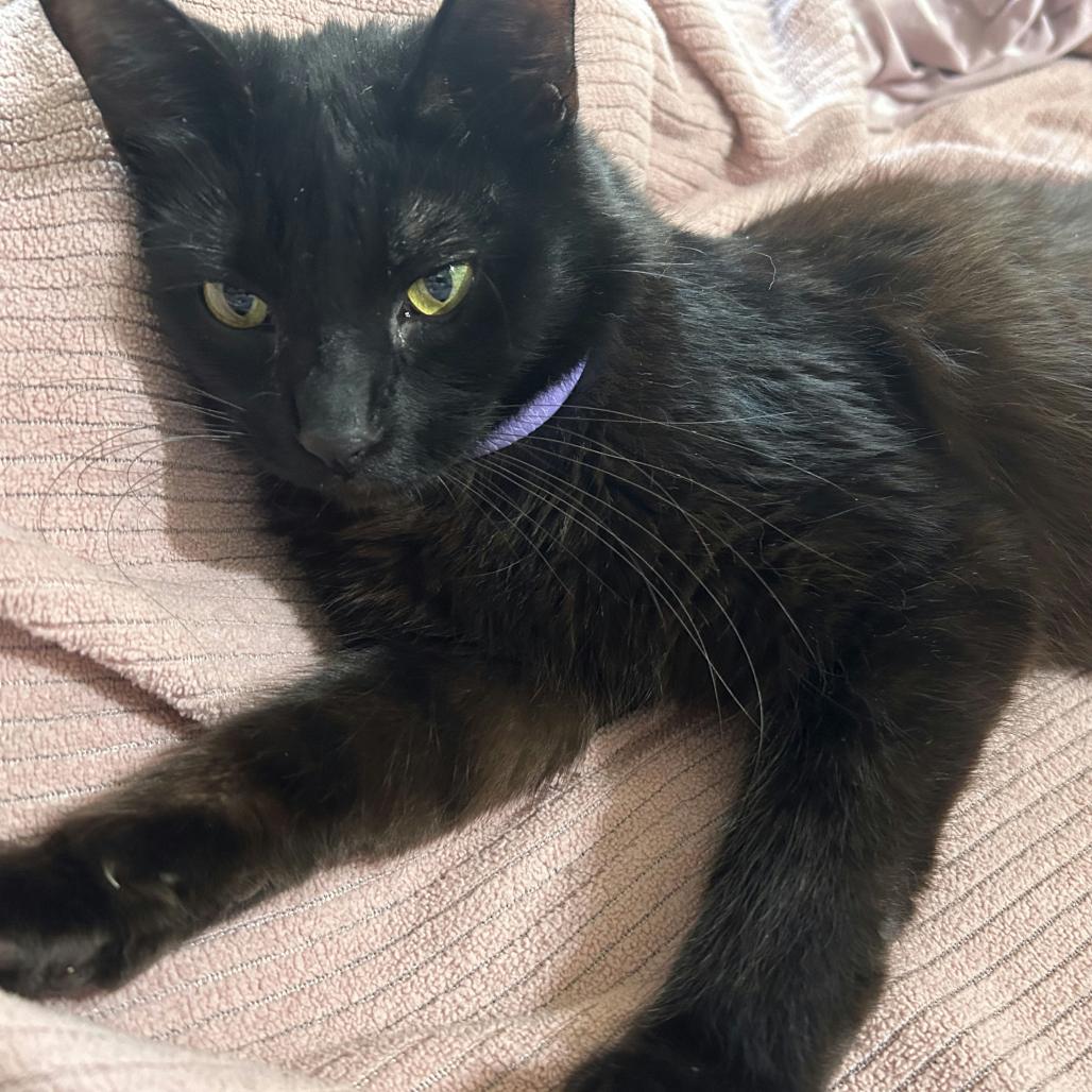 Enlarge Hades, a Adoptable Domestic Short Hair in Sunnyvale, CA image 2/2