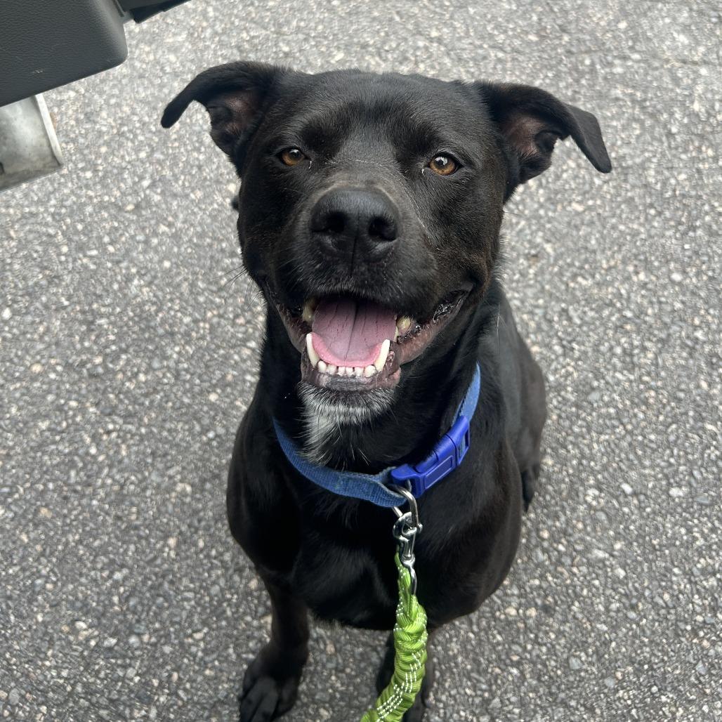 Enlarge Fenrir, a Adoptable mixed breed in Cabot, AR image 1/1