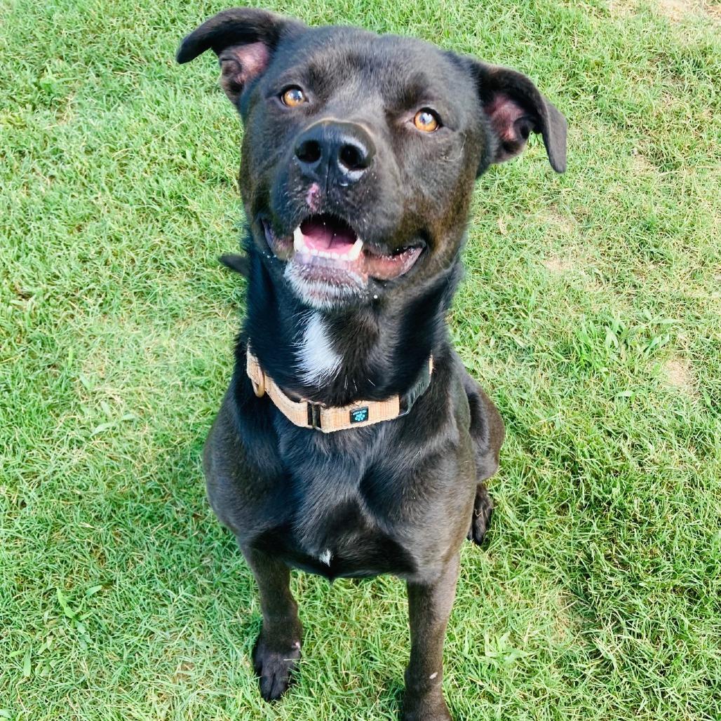 Fenrir, Adoptable, Adult Male Pit Bull Terrier & Mixed Breed.