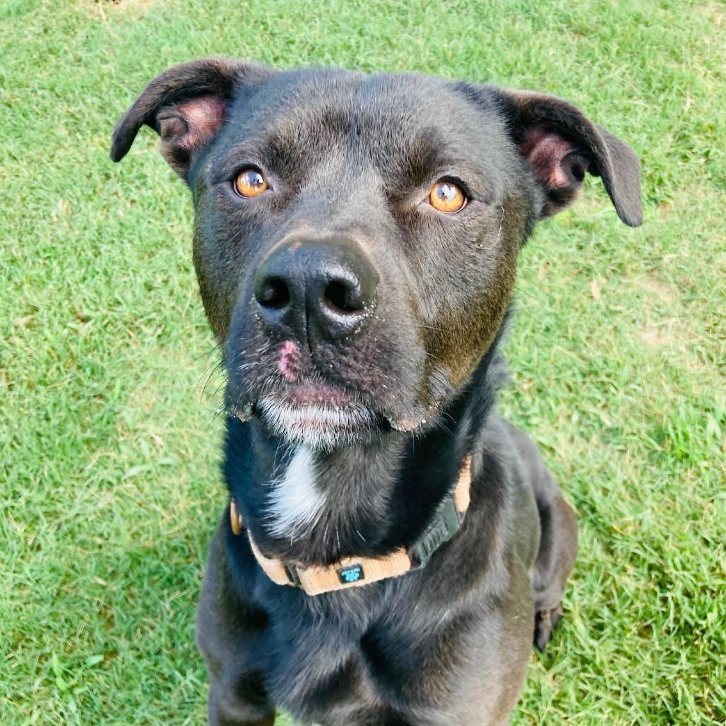 Enlarge Fenrir, a Adoptable mixed breed in Cabot, AR image 2/4