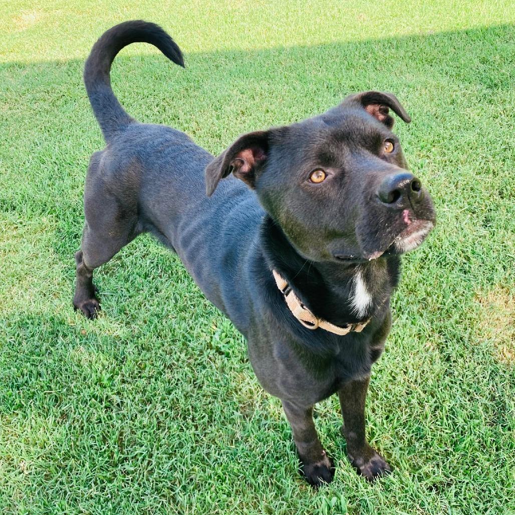 Enlarge Fenrir, a Adoptable mixed breed in Cabot, AR image 3/4