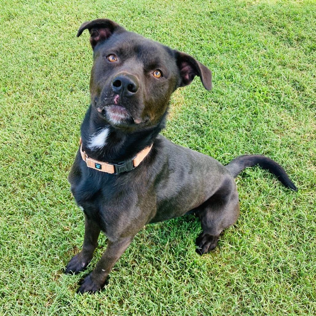 Enlarge Fenrir, a Adoptable mixed breed in Cabot, AR image 4/4