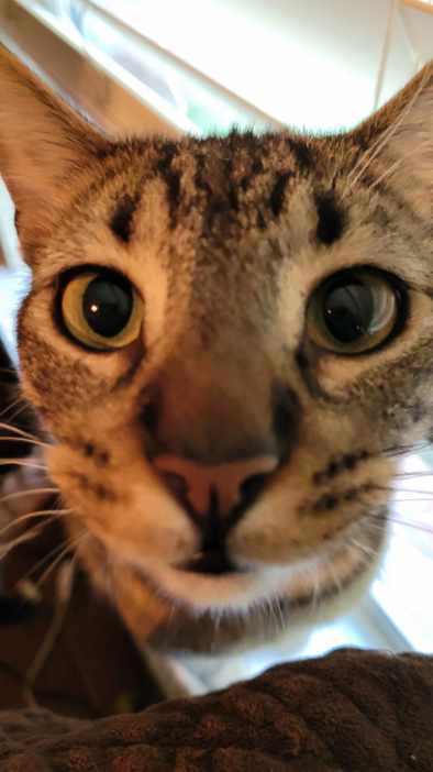 Enlarge Forest, a Adoptable mixed breed in Tyler, TX image 8/11