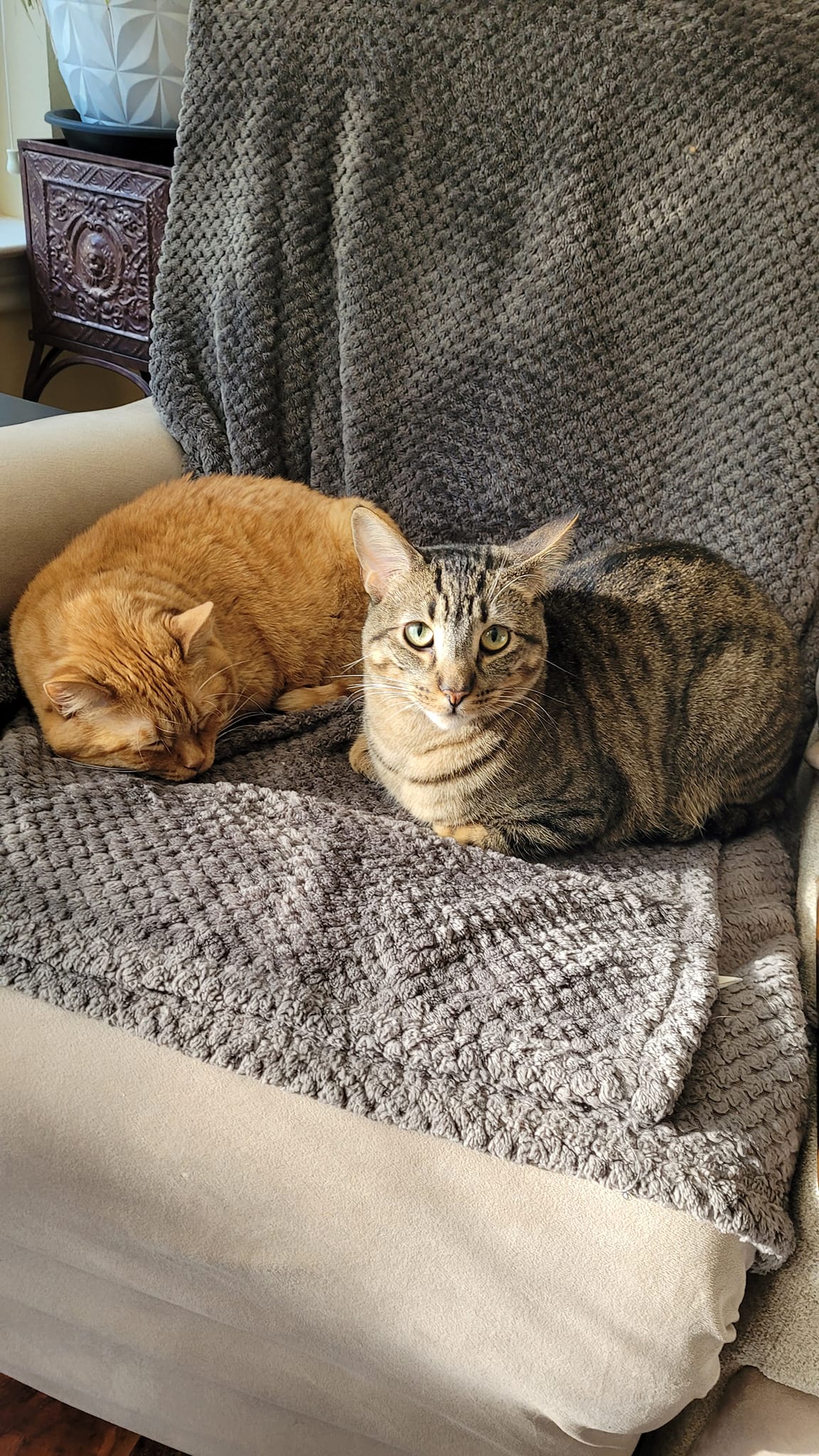 Enlarge Forest, a Adoptable mixed breed in Tyler, TX image 7/11