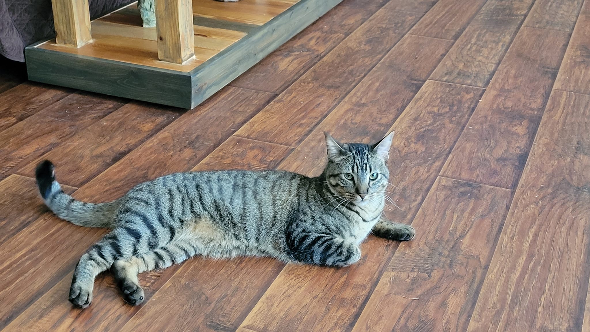 Enlarge Forest, a Adoptable mixed breed in Tyler, TX image 1/11