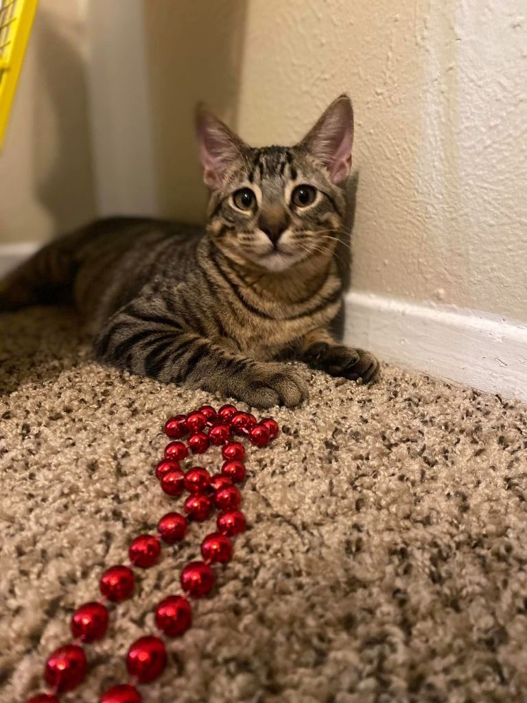 Enlarge Forest, a Adoptable mixed breed in Tyler, TX image 9/11