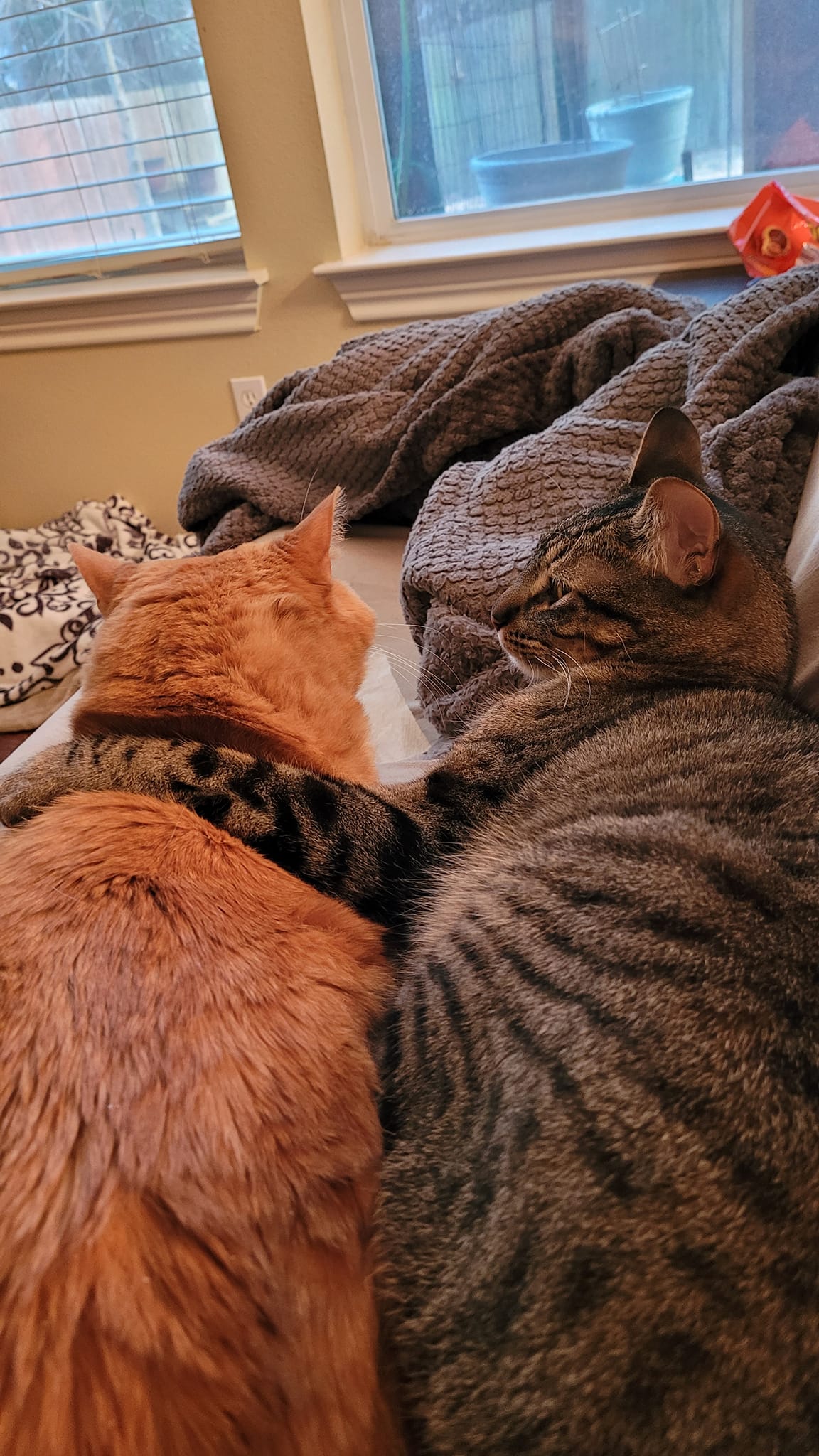 Enlarge Forest, a Adoptable mixed breed in Tyler, TX image 11/11