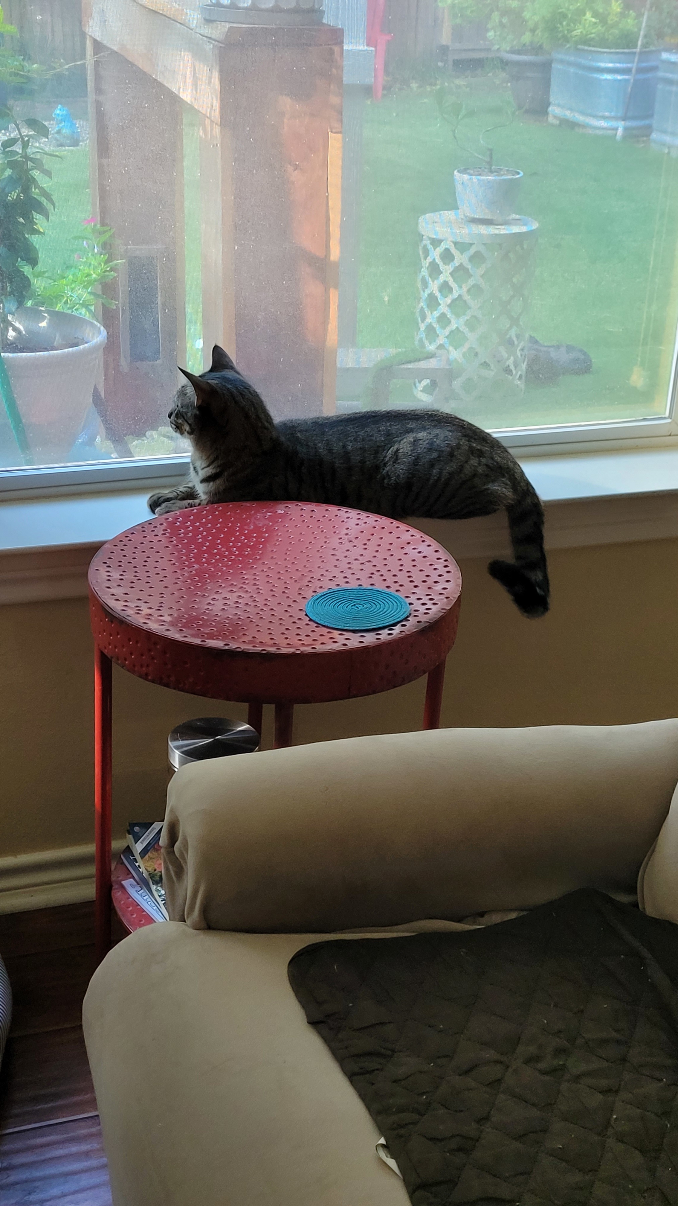 Enlarge Forest, a Adoptable mixed breed in Tyler, TX image 10/11