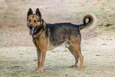 SPARTICUS, Adult Male German Shepherd Dog