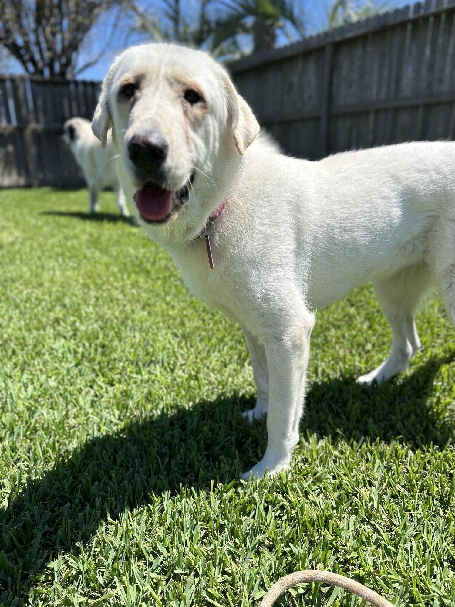 Enlarge Elsa, a Adoptable Great Pyrenees in Chicago, IL image 3/6