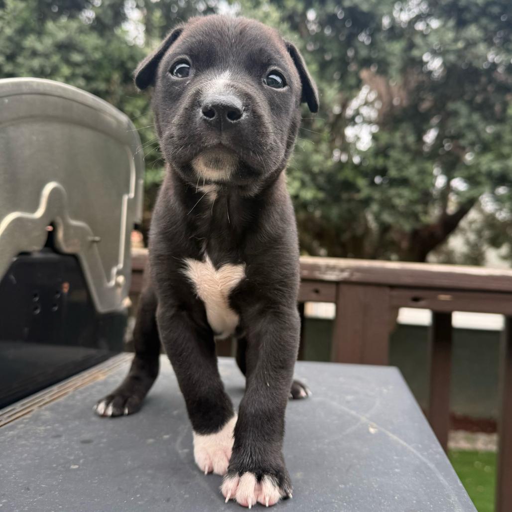 Enlarge Wemby, a Adoptable Pit Bull Terrier in Los Angeles, CA image 1/1