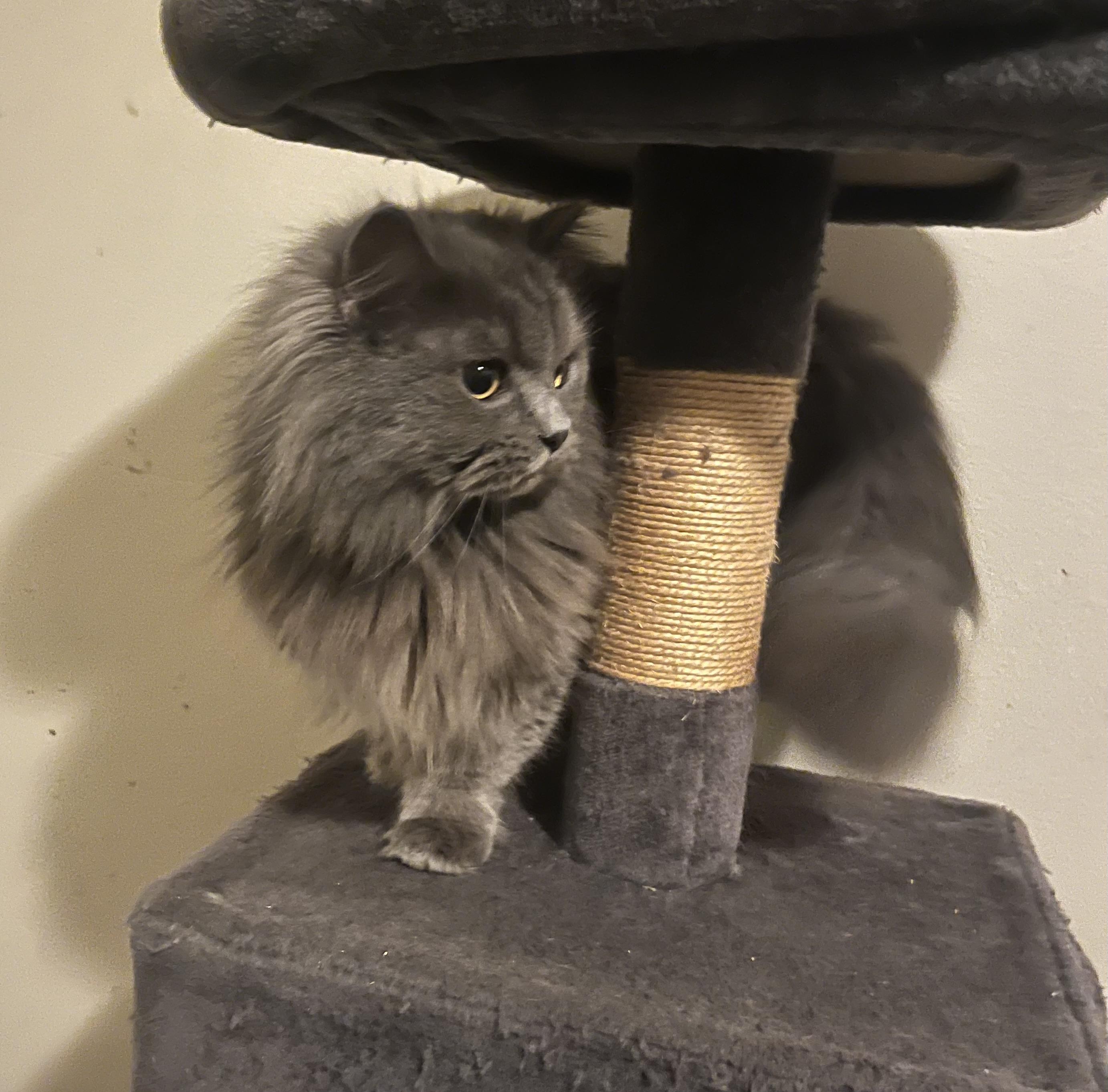 Enlarge Boo, an adopted mixed breed in Everett, WA image 3/3