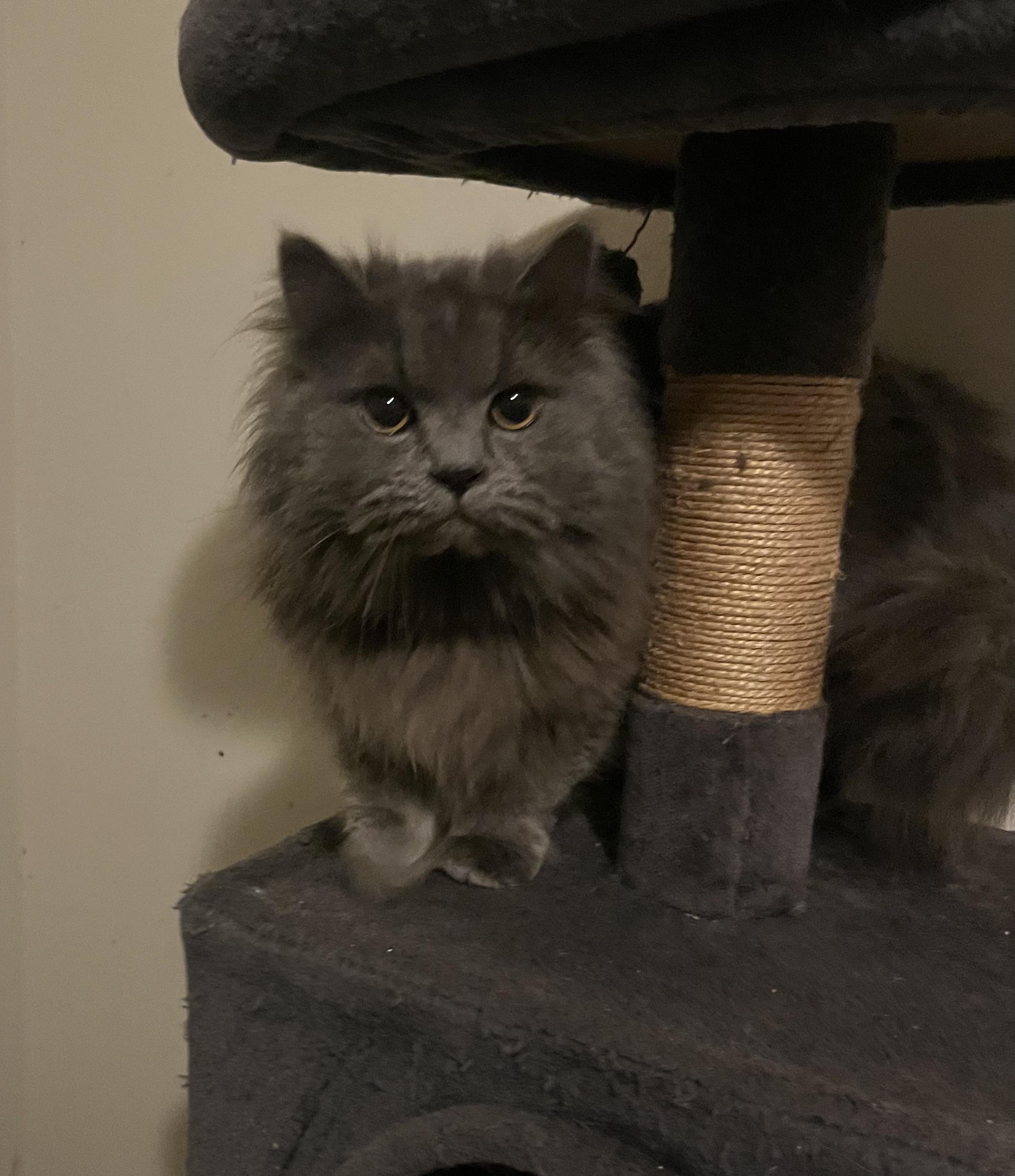 Enlarge Boo, an adopted mixed breed in Everett, WA image 1/3