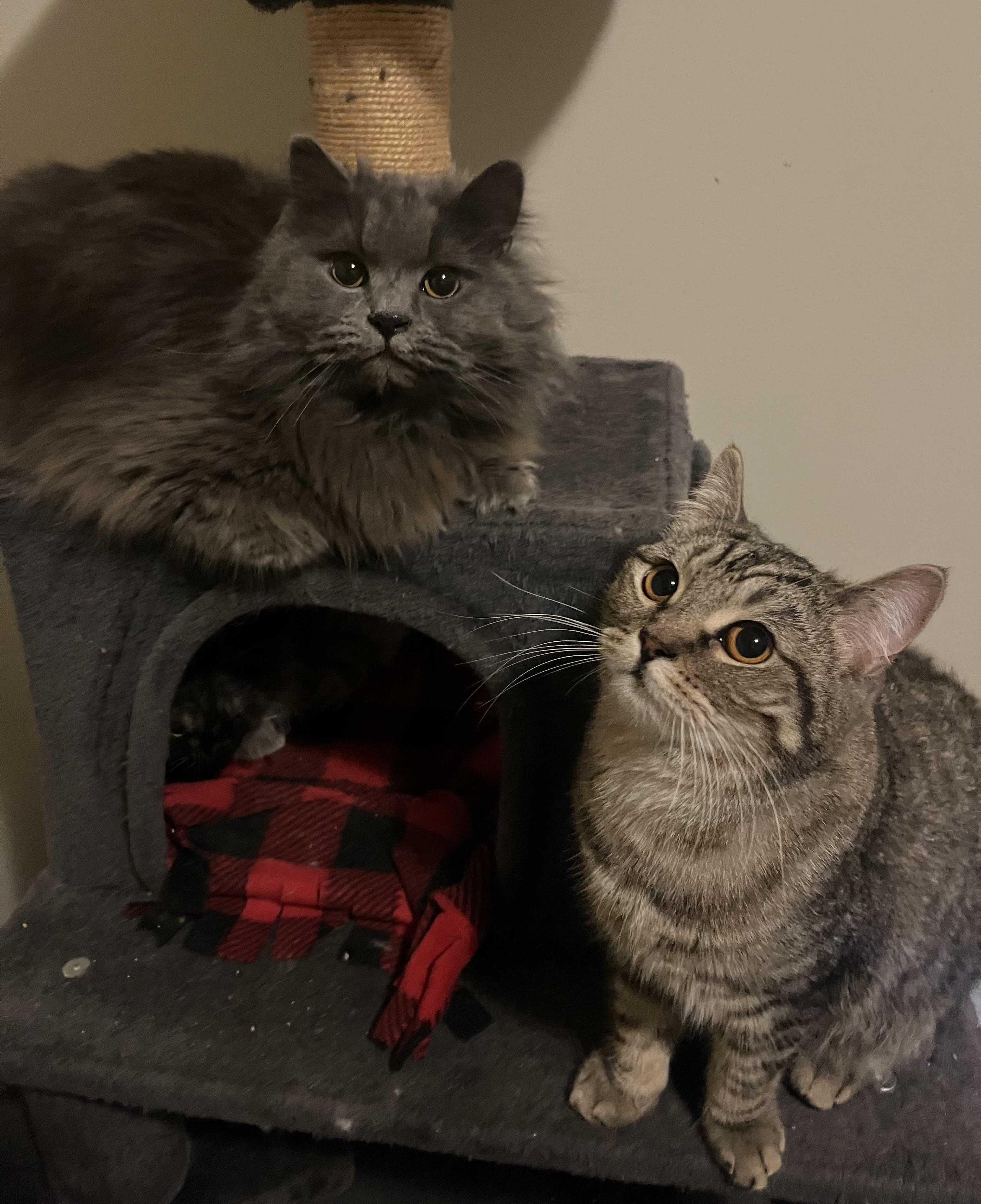 Enlarge Boo, an adopted mixed breed in Everett, WA image 2/3