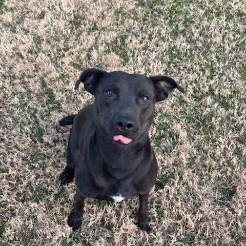 Coral , ADOPTABLE, Adult Female Labrador Retriever.