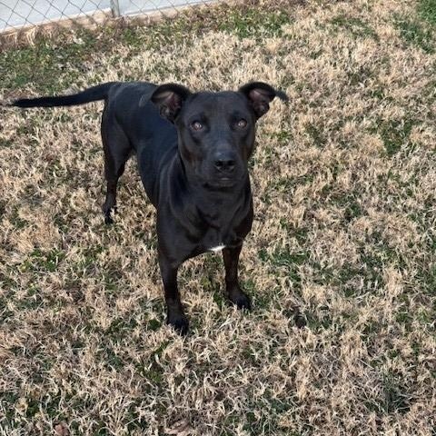 Coral , a ADOPTABLE mixed breed in Fayetteville, AR image 5/5