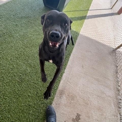 Coral , a ADOPTABLE mixed breed in Fayetteville, AR image 4/5