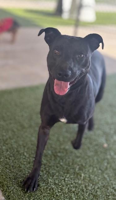 Coral , a ADOPTABLE mixed breed in Fayetteville, AR image 3/5