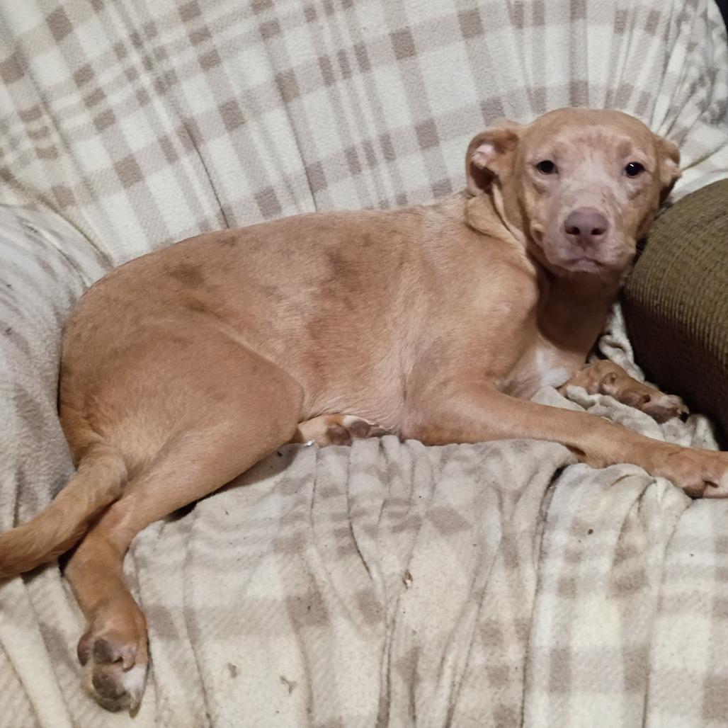 Enlarge Marcy, a Adoptable mixed breed in Lima, OH image 1/2
