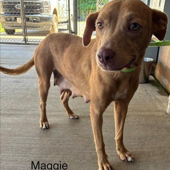 Enlarge Marcy, a Adoptable mixed breed in Lima, OH image 2/2