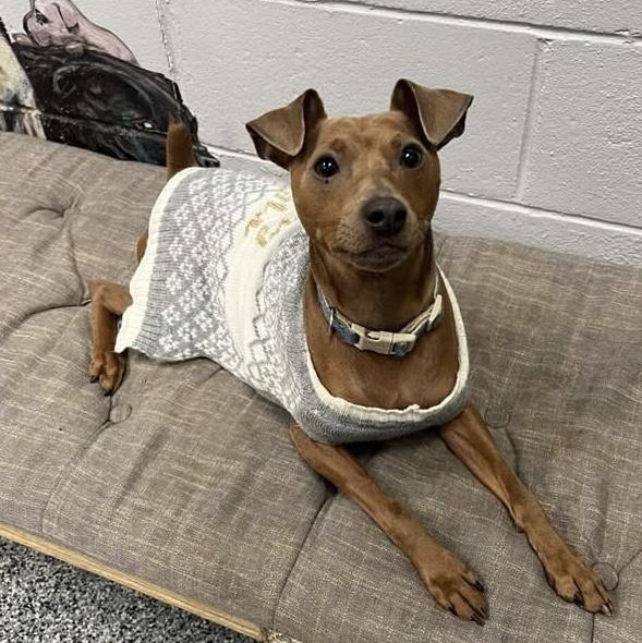 Enlarge SIMON, a Adoptable Miniature Pinscher in Cranston, RI image 3/4