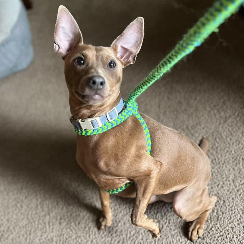 SIMON, a Adoptable Miniature Pinscher in Cranston, RI image 1/3