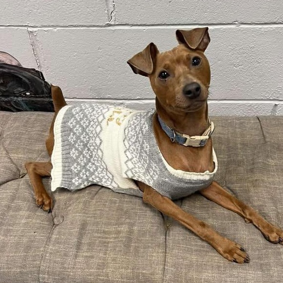 Enlarge SIMON, a Adoptable Miniature Pinscher in Cranston, RI image 2/4