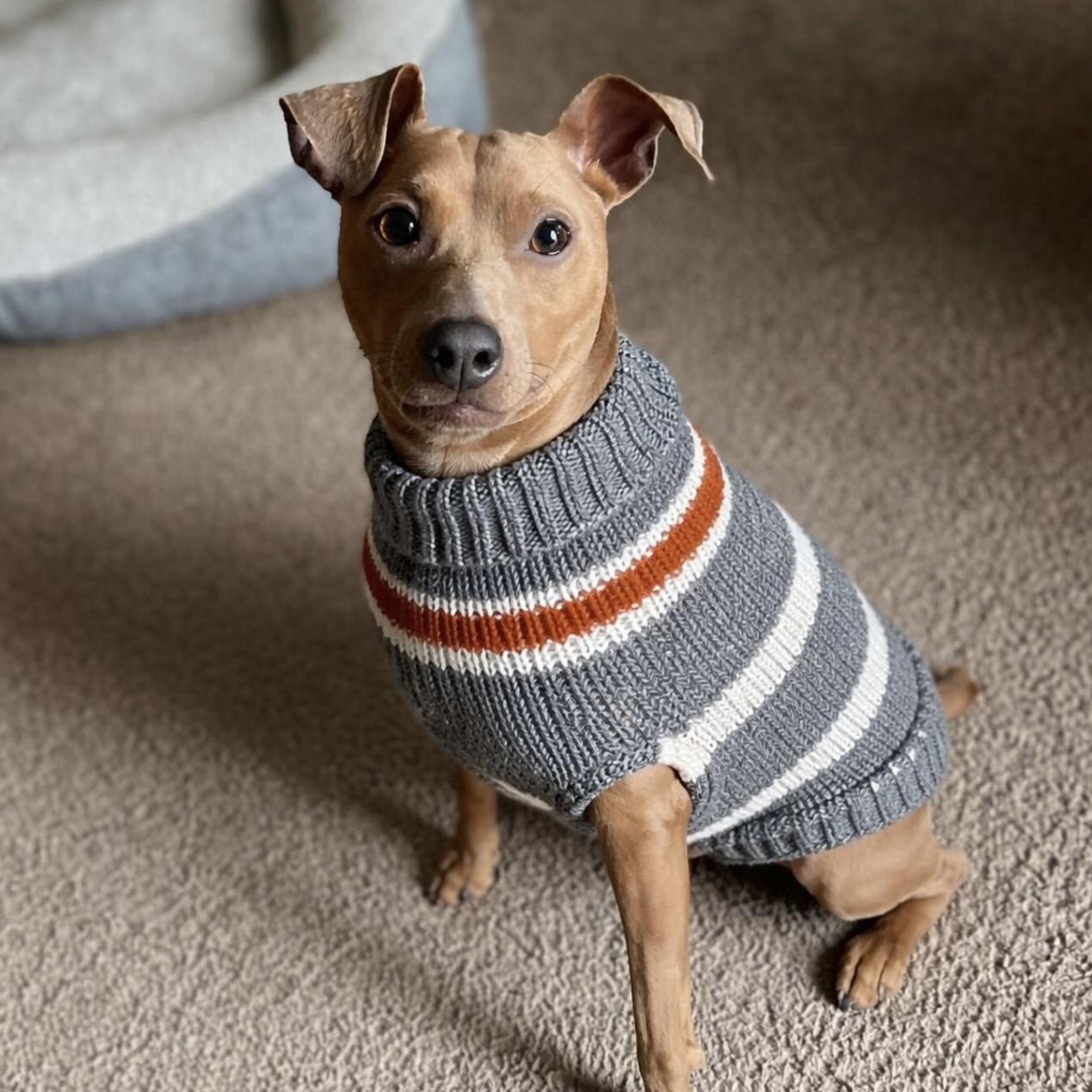 SIMON, Adoptable, Adult Male Miniature Pinscher.