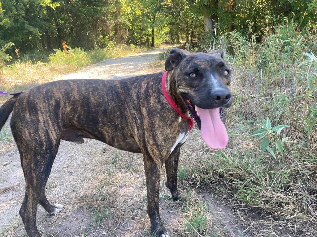 Enlarge Wynne, a Adoptable mixed breed in Quinlan, TX image 1/4