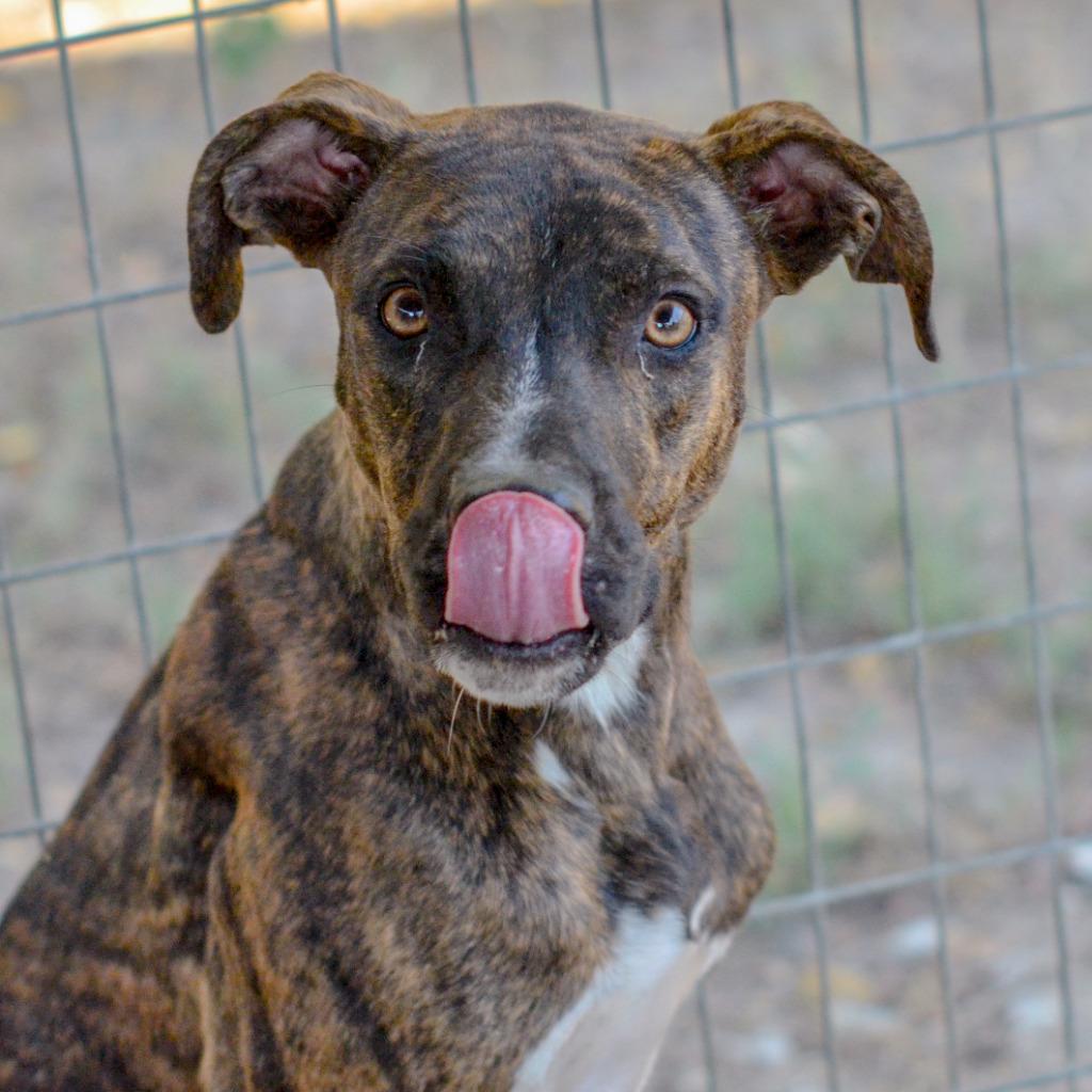 Enlarge Wynne, a Adoptable mixed breed in Quinlan, TX image 2/4